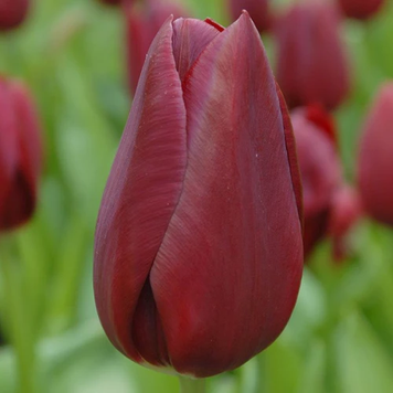 Тюльпан Тріумф National Velvet 56366566 фото
