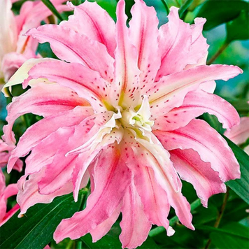 Лілія орієнтальна махрова Sweet Rosy ЕКСКЛЮЗИВ 768346 фото