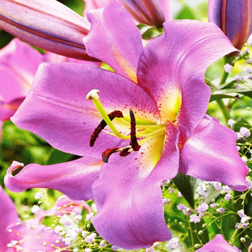 Лілія гігант Purple Lady 575675745 фото