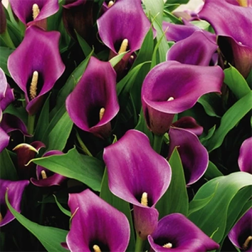 Кала Purple Sensation 4523545 фото