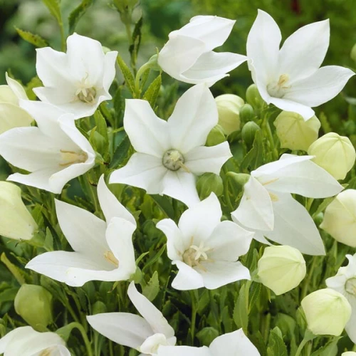 Платикодон Grandiflorus Albus 23552535 фото