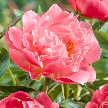 Півонія Pink Hawaiian Coral 4646565 фото