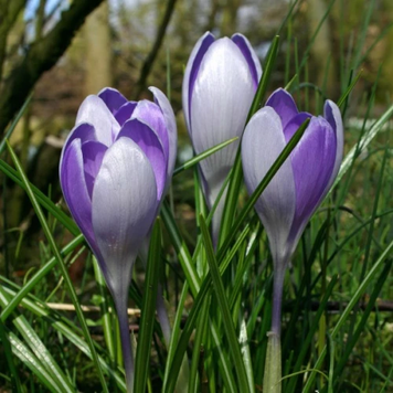 Крокус Великоквітковий Vanguard (7/8) 6546456 фото