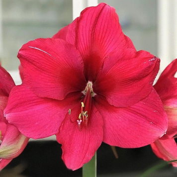 Амариліс Pink Surprise 8564312 фото