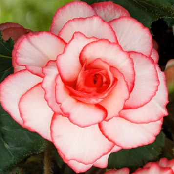 Бегонія Picotee White Red 641565 фото