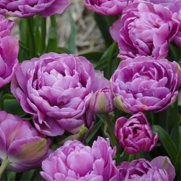 Тюльпан Махровий + Багатоквітковий Lilac Perfection 64568989 фото
